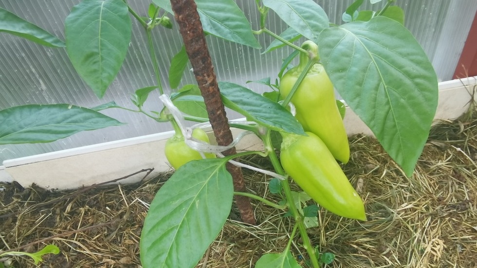 Уникальный способ увеличения урожая перца: секреты опытных дачников