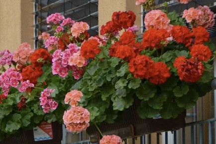 ������������ ����������� ����������: �������� ������