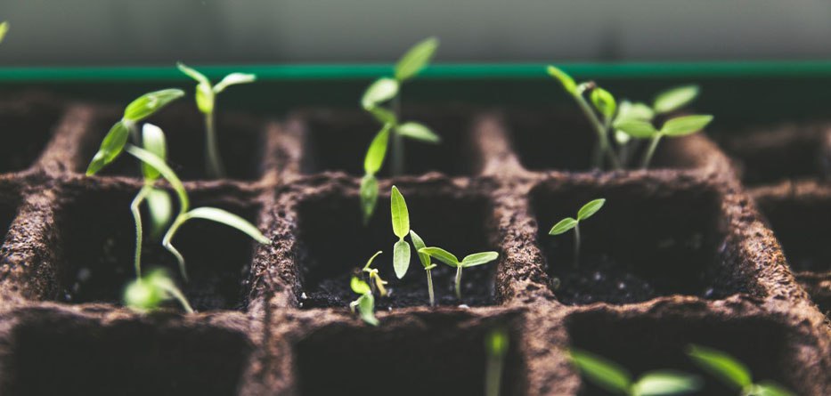 Как выбрать правильную ёмкость для рассады, рассказали специалисты Россельхозцентра