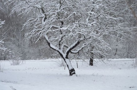 Как утоптанный снег вокруг яблонь может защитить ваш урожай и отложить цветение