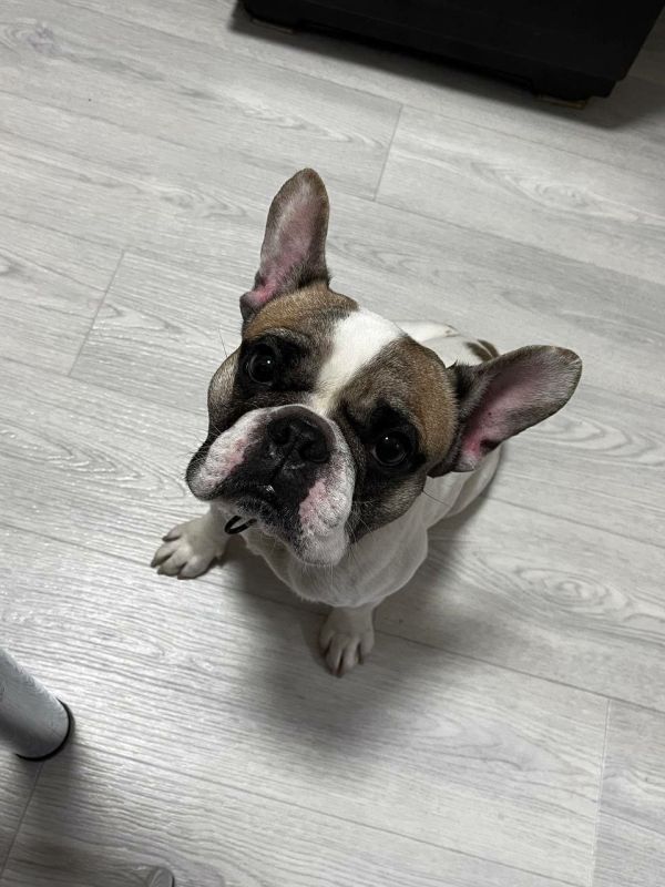 В "Посте добра" снова французский бульдог