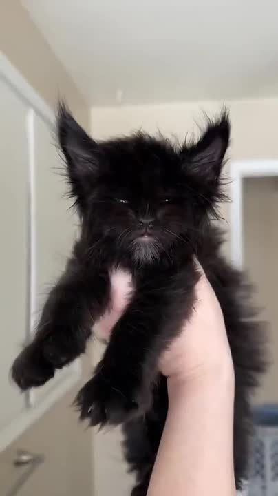 ������ ���������� ����. ��� ����������? - �������, ��������(����)