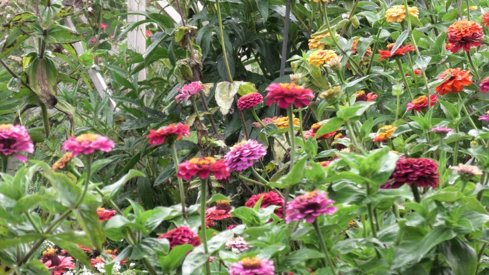 ������ � ����� ����: ������ �� ��������� ����������� � �����