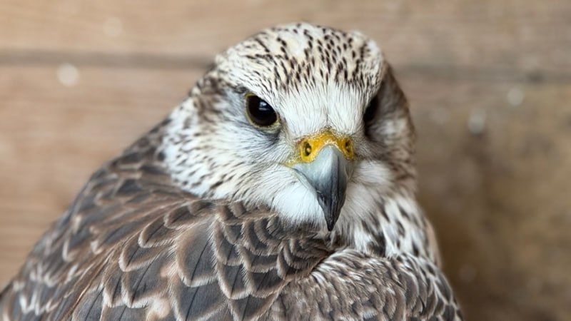 � ���������� ������� ������ ������� ���������� ������ �������� � ���, ����������� �����������