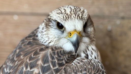 � ���������� ������� ������ ������� ���������� ������ �������� � ���, ����������� �����������