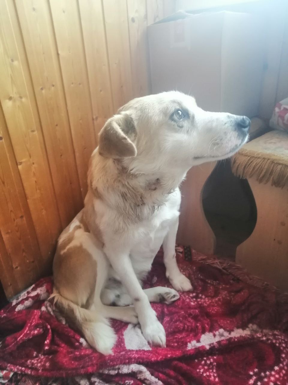 Пост добра: Альф ищет дом. Альф - пёс с непростой судьбой Пост добра: Альф ищет дом. Альф - пёс с непростой судьбой