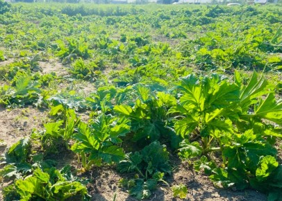 ��� ���������� ���������� � ���������� �� ������ �������: ����������� ������ ������