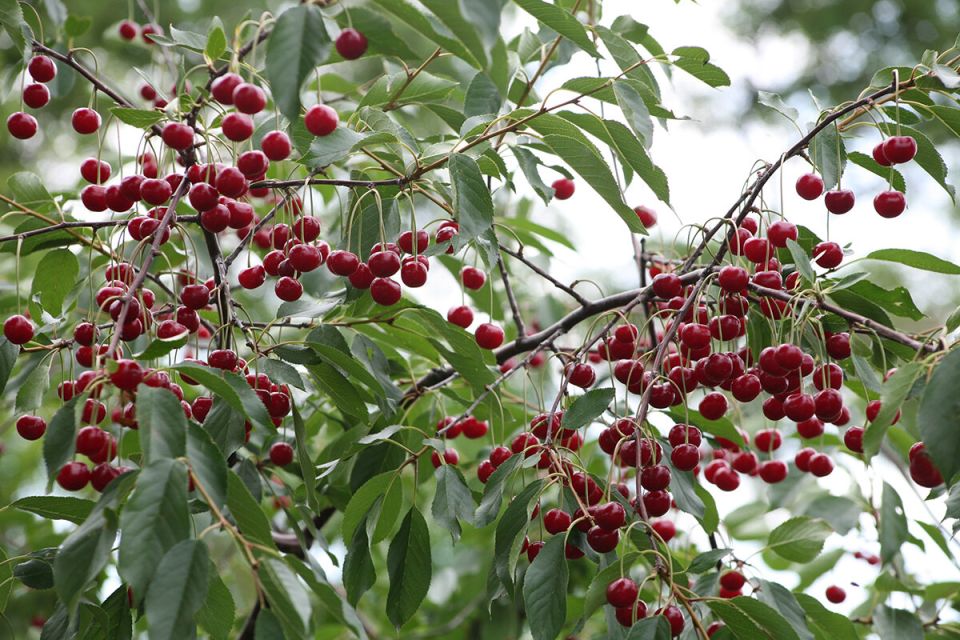 ������� ������ � �����: ��� �������� ������ �� ���������� � ��������