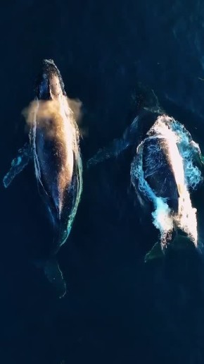 ������ �������� ���������