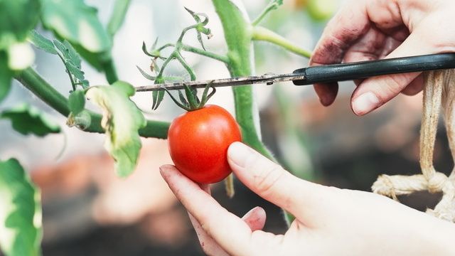 Томаты на вес золота: как избежать разочарований и вырастить гигантов