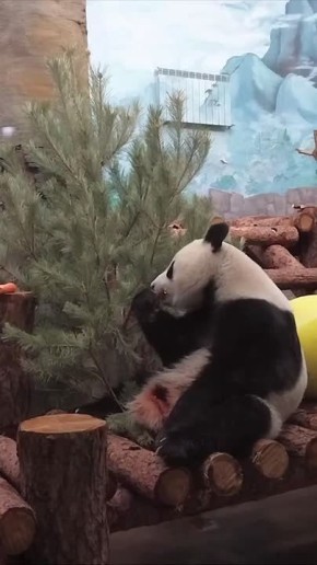 У Катюши на обед морковка