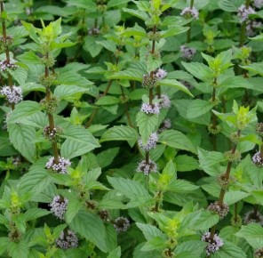 ������ ���������: ��� ������������ ����� �������� �������� � ������ ��������