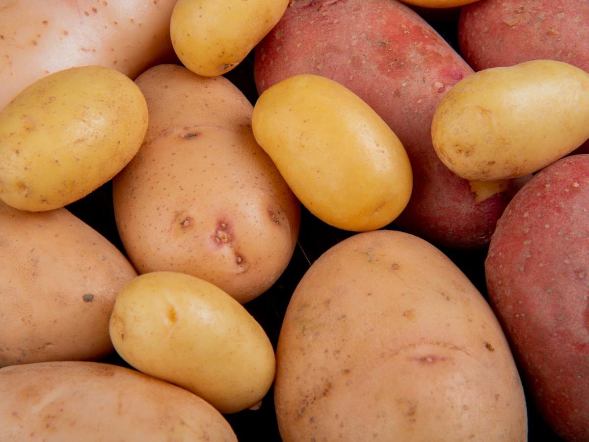 Волшебные соседи картошки: как выбрать идеальные растения для успешного урожая