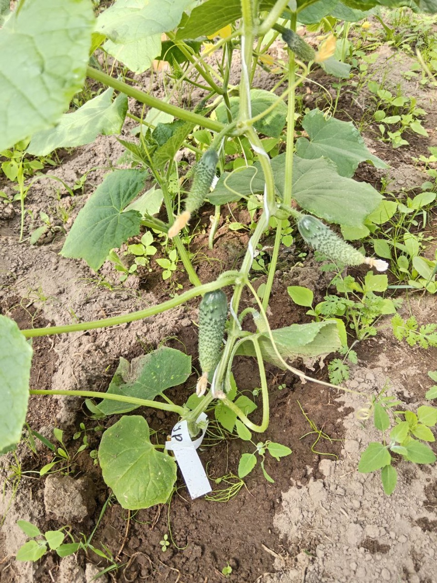 Эффективная формировка огурцов в теплице