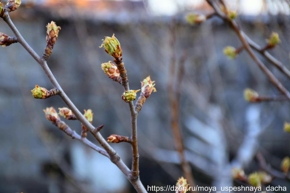 Весенние заботы: как защитить сад от вредителей и болезней