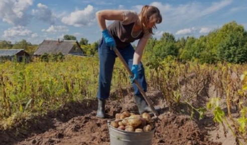 Когда ждать урожай картофеля? Основные советы