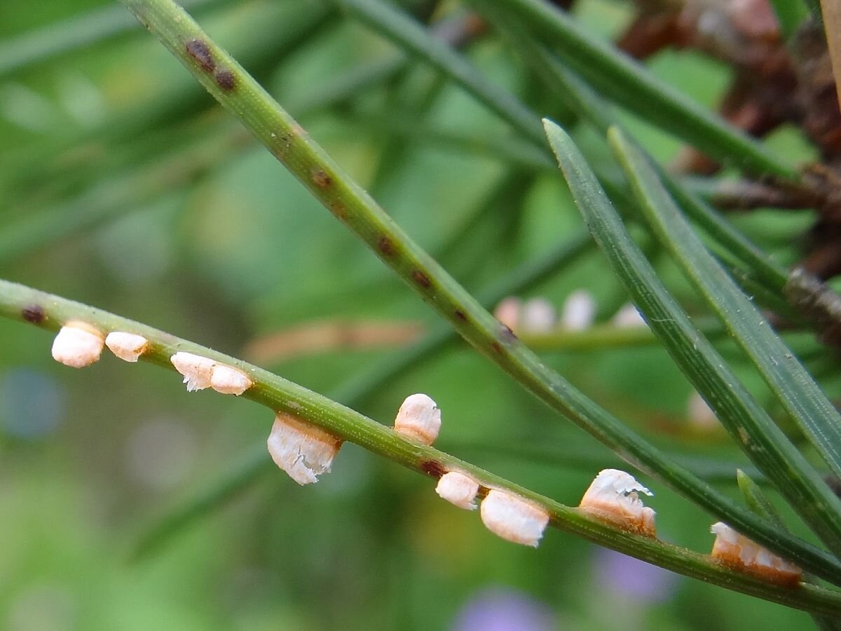 Опасные соседи на даче: как справиться с ржавчиной на соснах