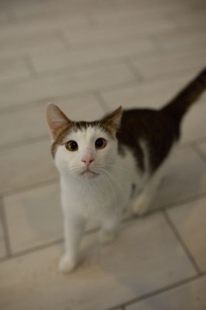 � �������� ������� ����������