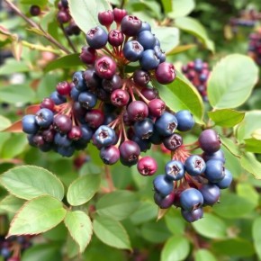 ��� �������� ��������� �� ����������: �������� ������ ��� ���������