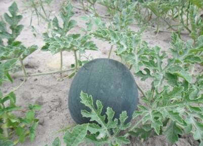 ��� �������� ������� � ������� �������: ������ �� ��������