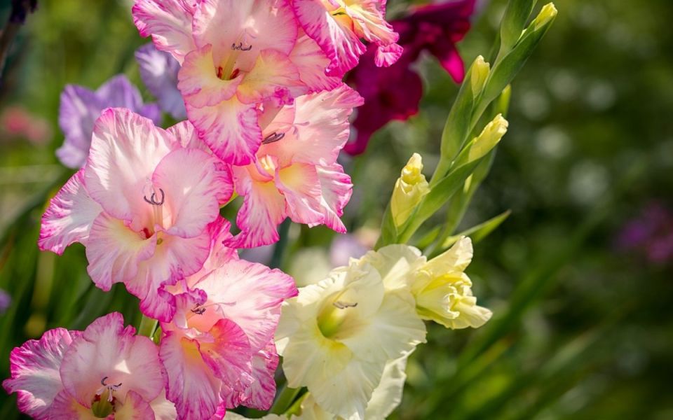 Уход за гладиолусами в августе: секреты цветения и подготовки к зиме