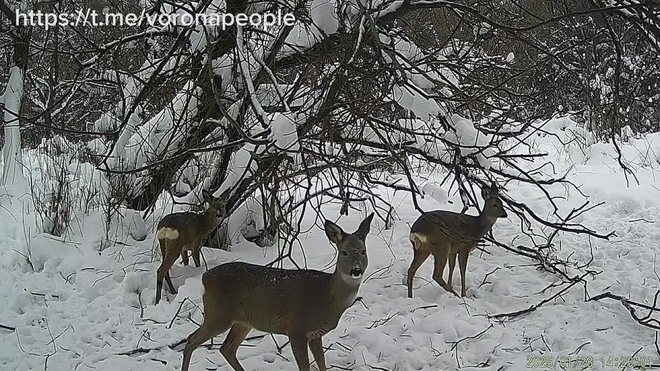 ������ ����� ������. ����� ������ �������� �������� ��������� � ����� ��������