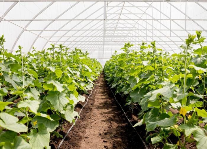 ��� ������������ ����� � �������: ������� �������� ������