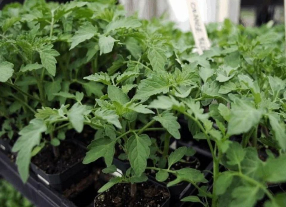 Как успешно справиться с излишками рассады: опыт садовода