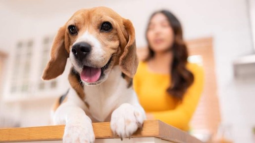 Арест домашних питомцев: правда и мифы