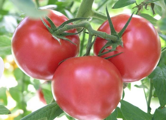 ��������, ������� ������� ��� ����