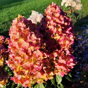 ��������� ������� �����: ������� � ��������������� � ����� ����