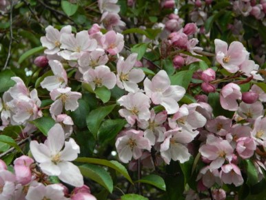 Весенний Уход за Садом: Подкормка и Защита Плодово-Ягодных Культур