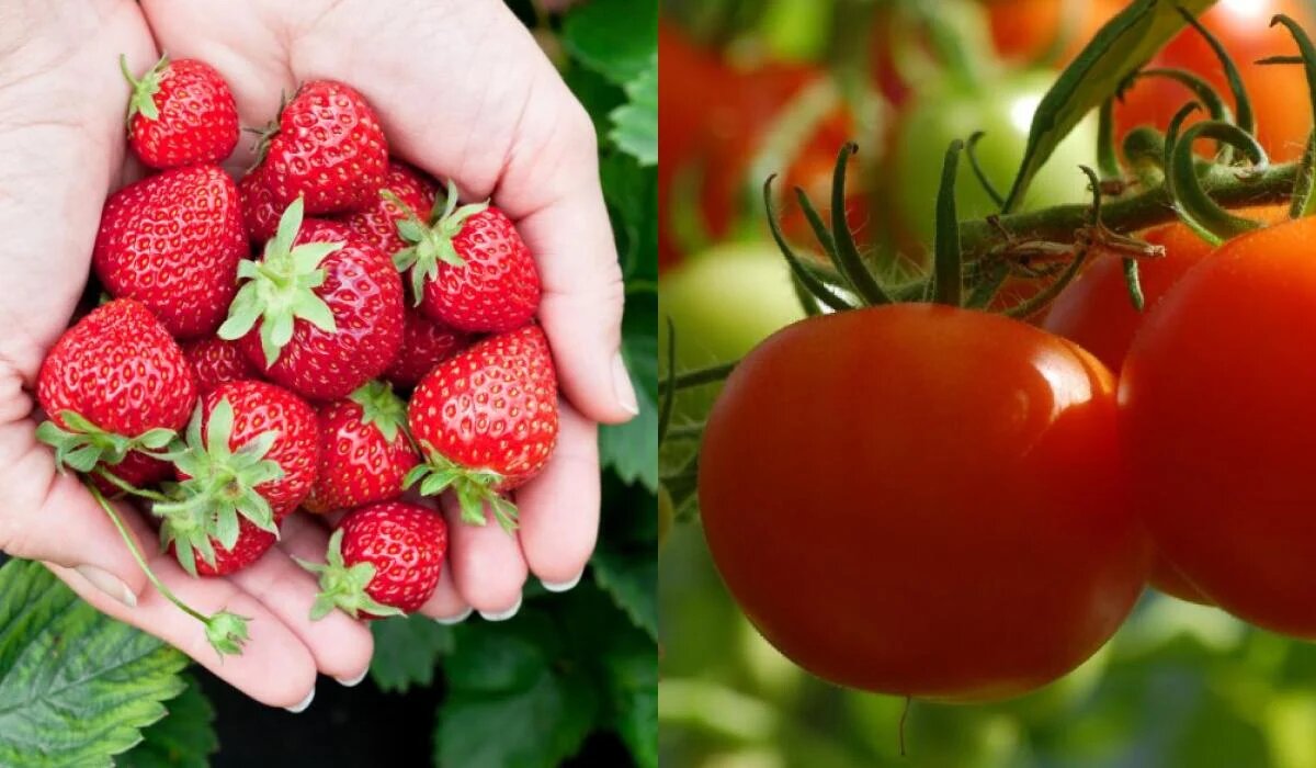 Ошибки садоводов: какие культуры стоит избегать после клубники