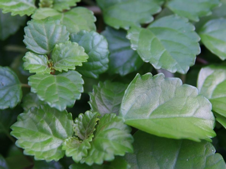 ������������: ����� ��� � ���� ����������� � ����������