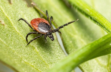 ����� ������ � ������ �������� ������ ����� ��-�� ������� �����