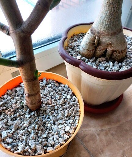 ��� ������� �������� ����� � �������: ��� ������� �������� ������� � �����