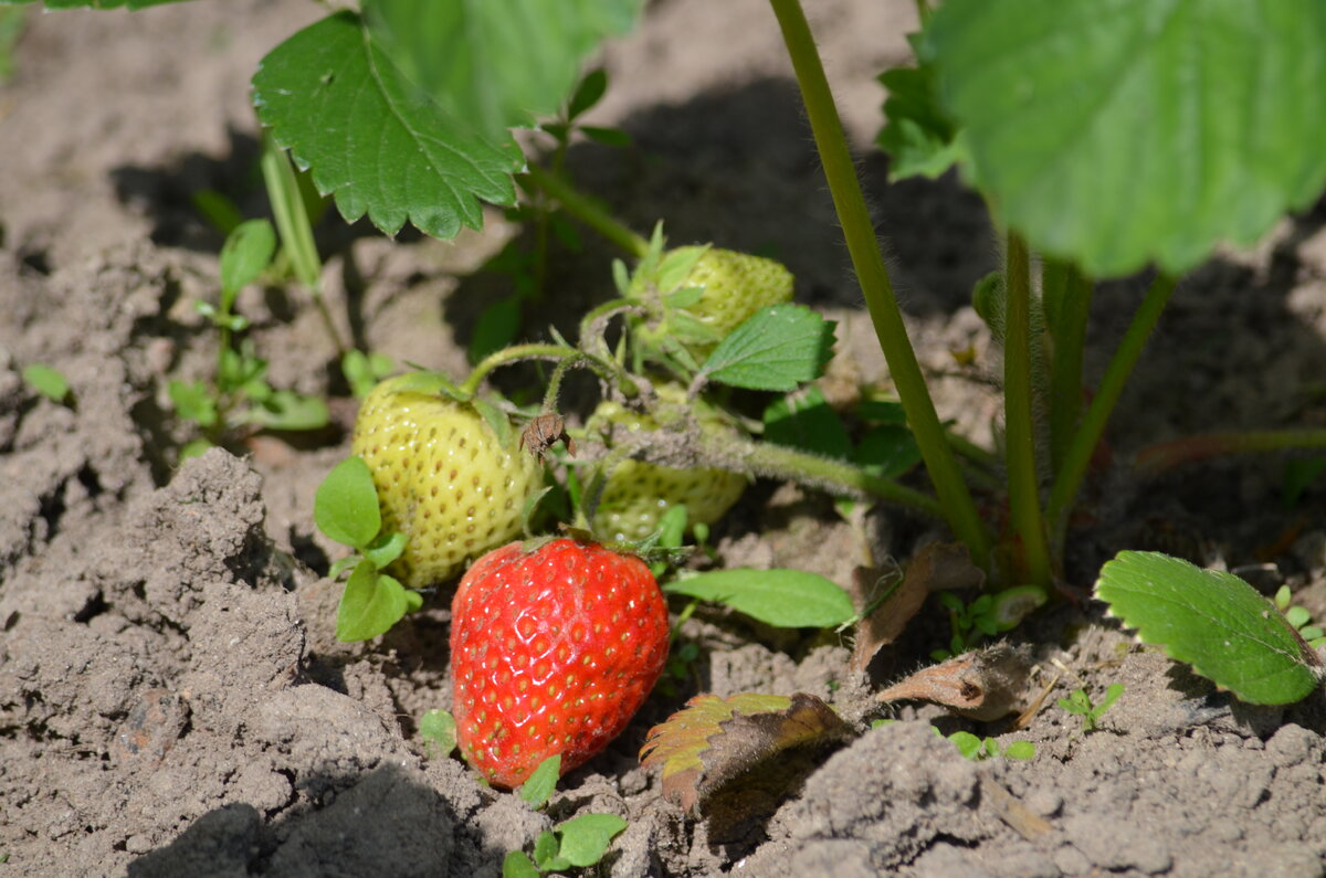 Ошибки ухода за клубникой осенью: как избежать потерь урожая