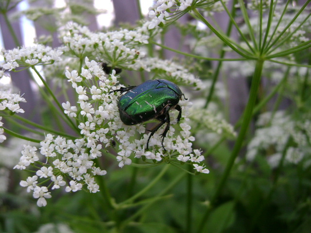 Бронзовки в саду: что нужно знать о вредителе и как с ним бороться