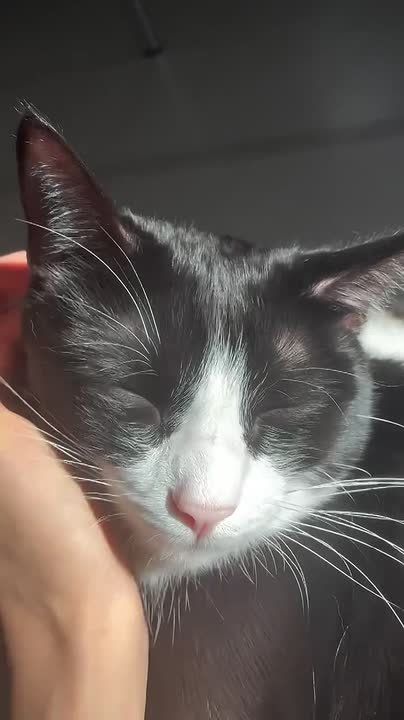 ����� �����