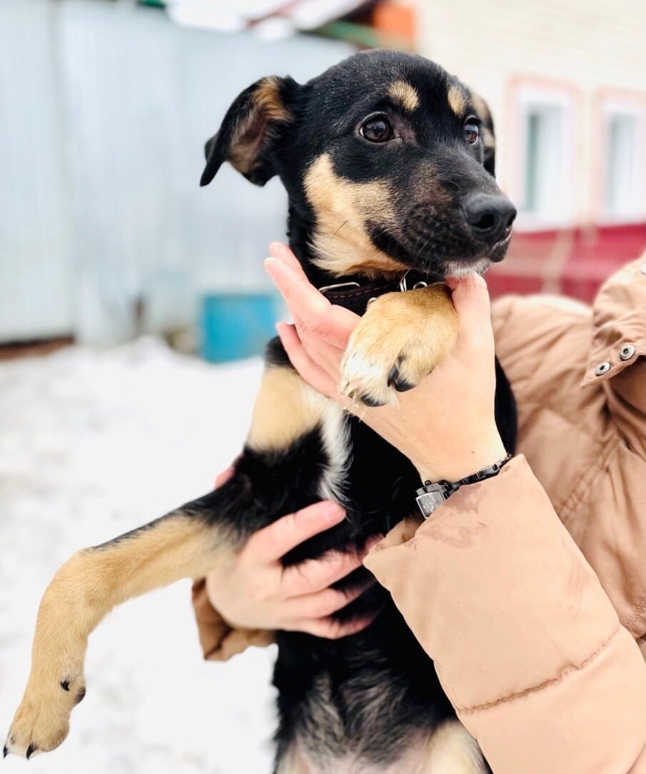 Пост добра: Кася ищет дом. Возраст - 5 месяцев