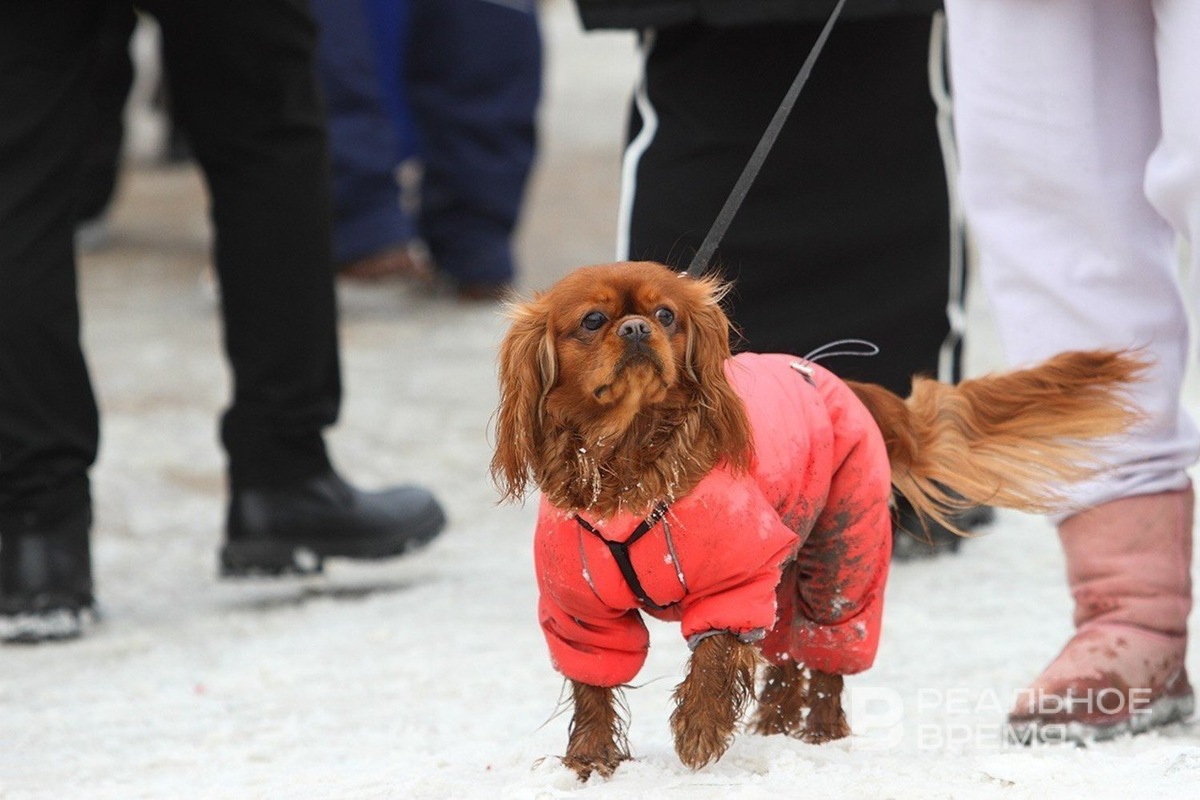 В Госдуме предложили запретить использование животных в качестве залога