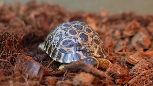 В Московском зоопарке родились 3 детеныша лучистой черепахи