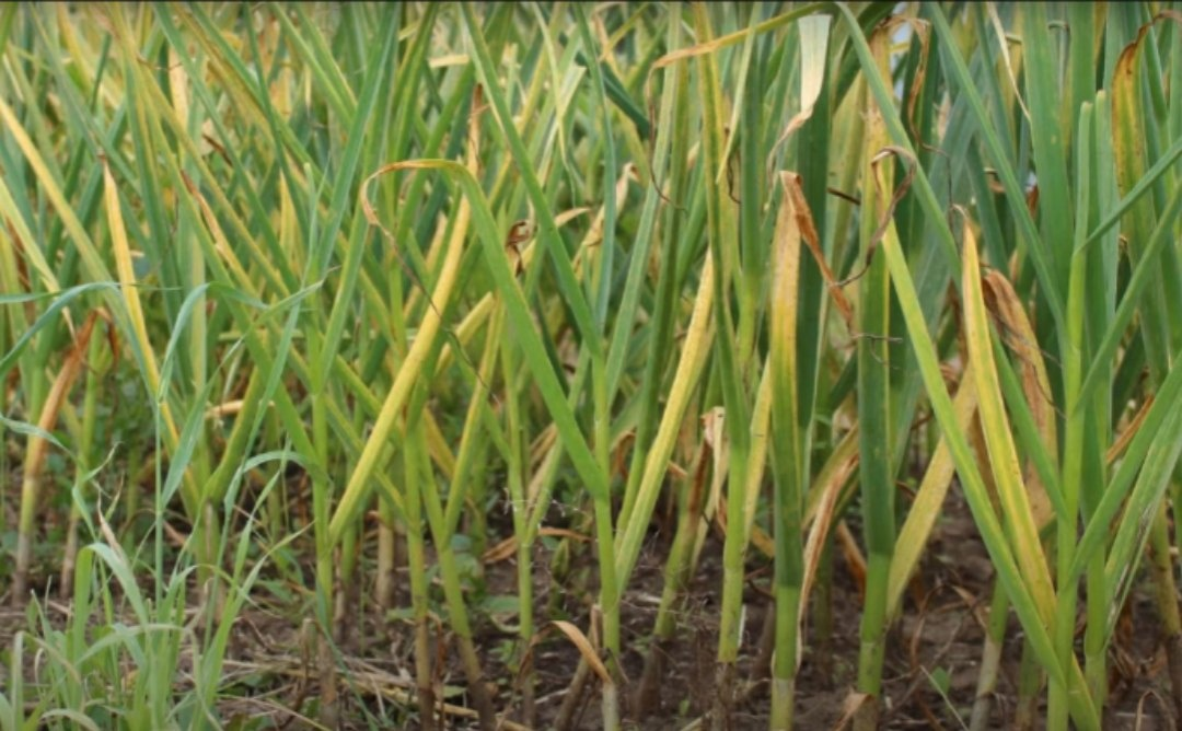 Почему желтеет чеснок и как это исправить: полезные советы для огородников