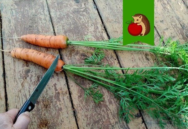 ��� ��������� ����������� ������� � ��������: ��� ������� ����