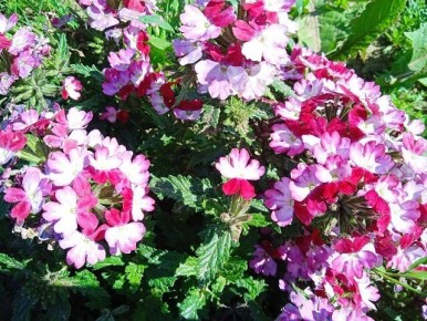 ��� ��������� �������� ������� �� ��������: ������ �� �����