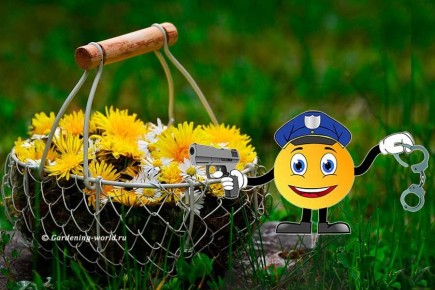 Как новые штрафы за сорняки касаются дачников: правда или миф?