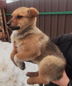 Пост добра: щенки ищут дом