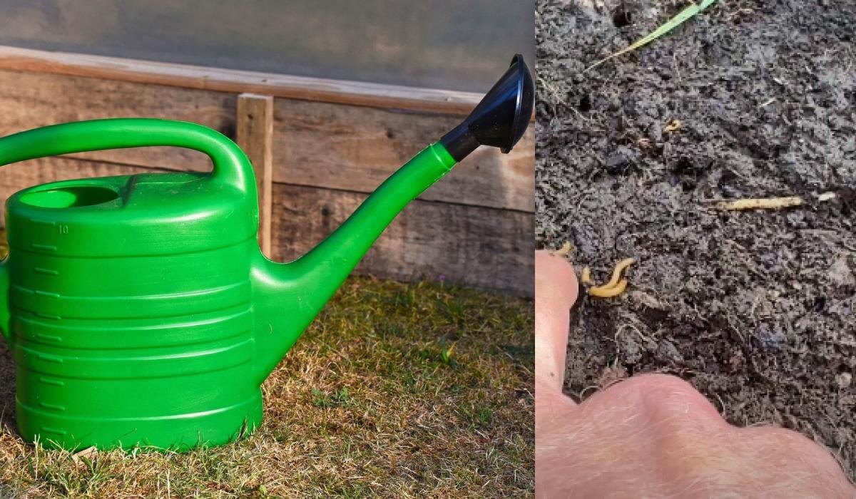 Как эффективно справиться с проволочником осенью