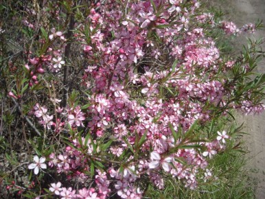 Пластические возможности декоративных кустарников в вашем саду