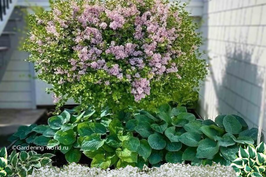 ��� ������� ��������� ������� ��� �������: ��� ������������ ��������